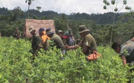 Peru farmers dependence on the coca crop